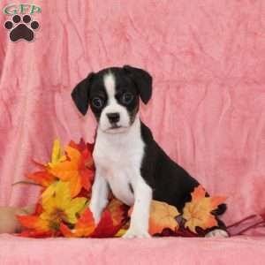 Daffodil, Boston Terrier Mix Puppy
